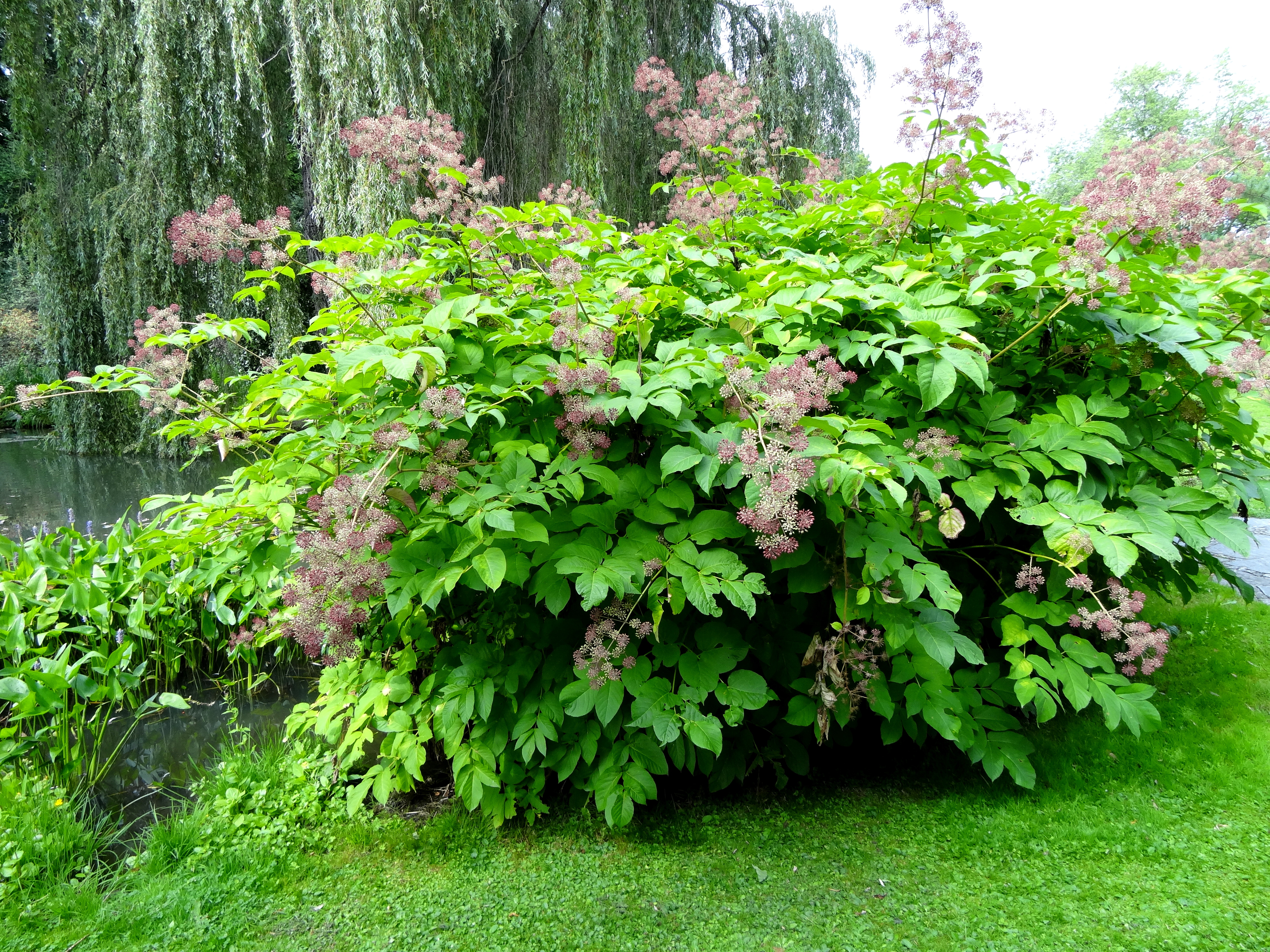 Кустарники средней полосы фото. Аралия сердцевидная Aralia cordata. Аралия Шмидта. Аралия маньчжурская. Аралия Дальневосточная.