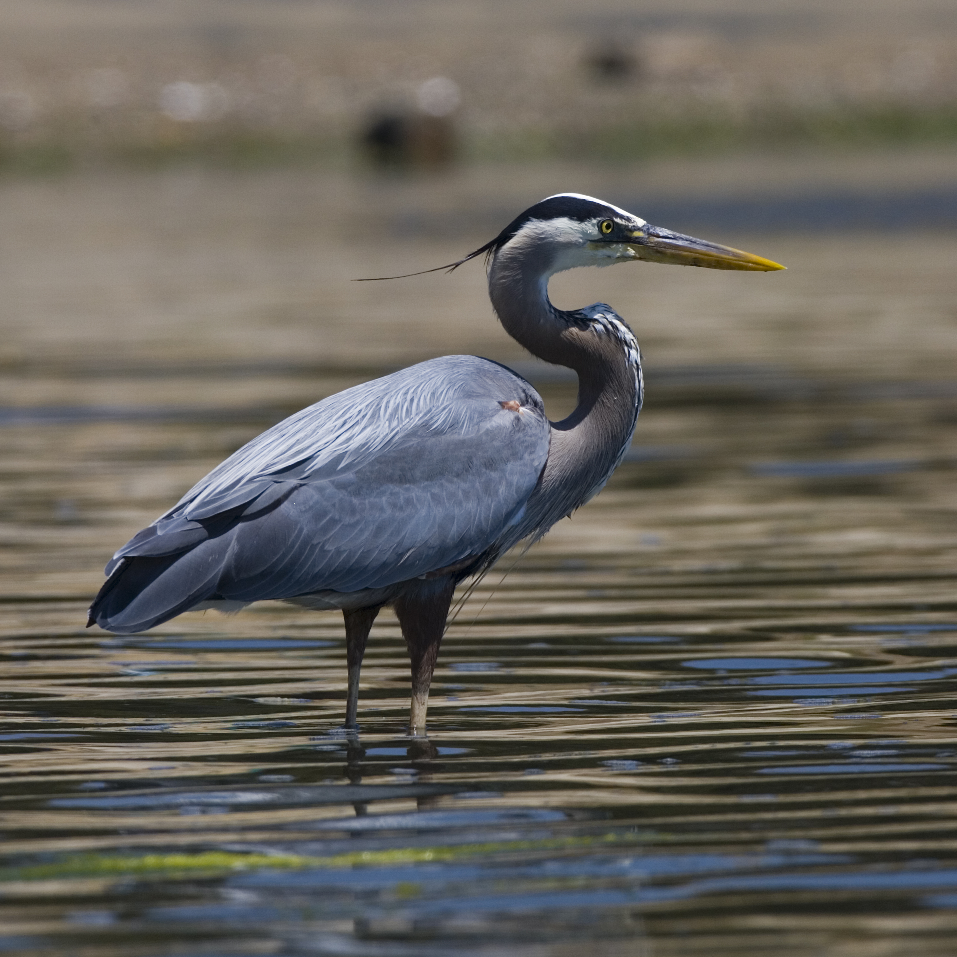 Цапля. Серая цапля. Серая цапля Байкал. Ardea herodias. Цапля серая Болотная.