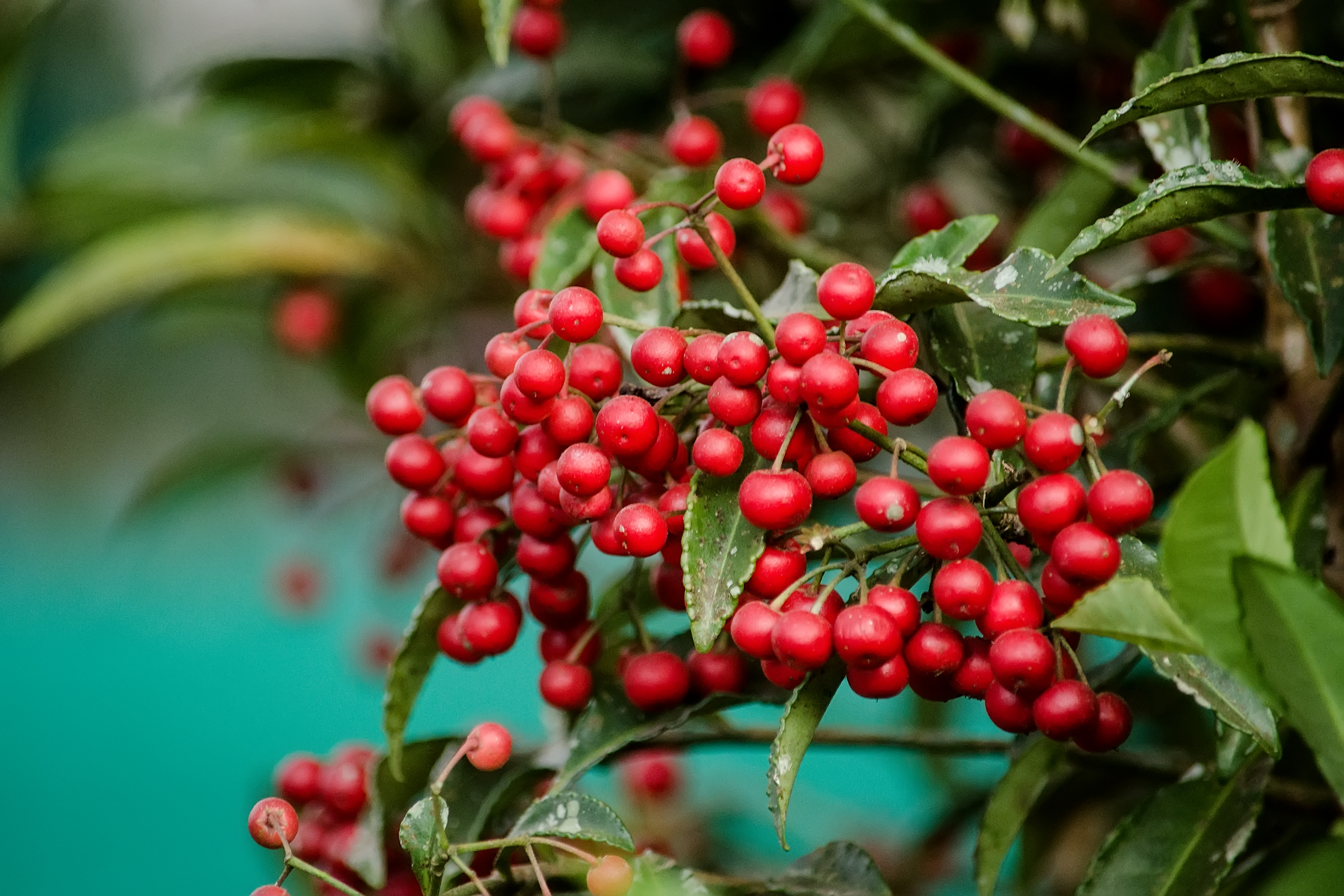 are little red berries poisonous to dogs