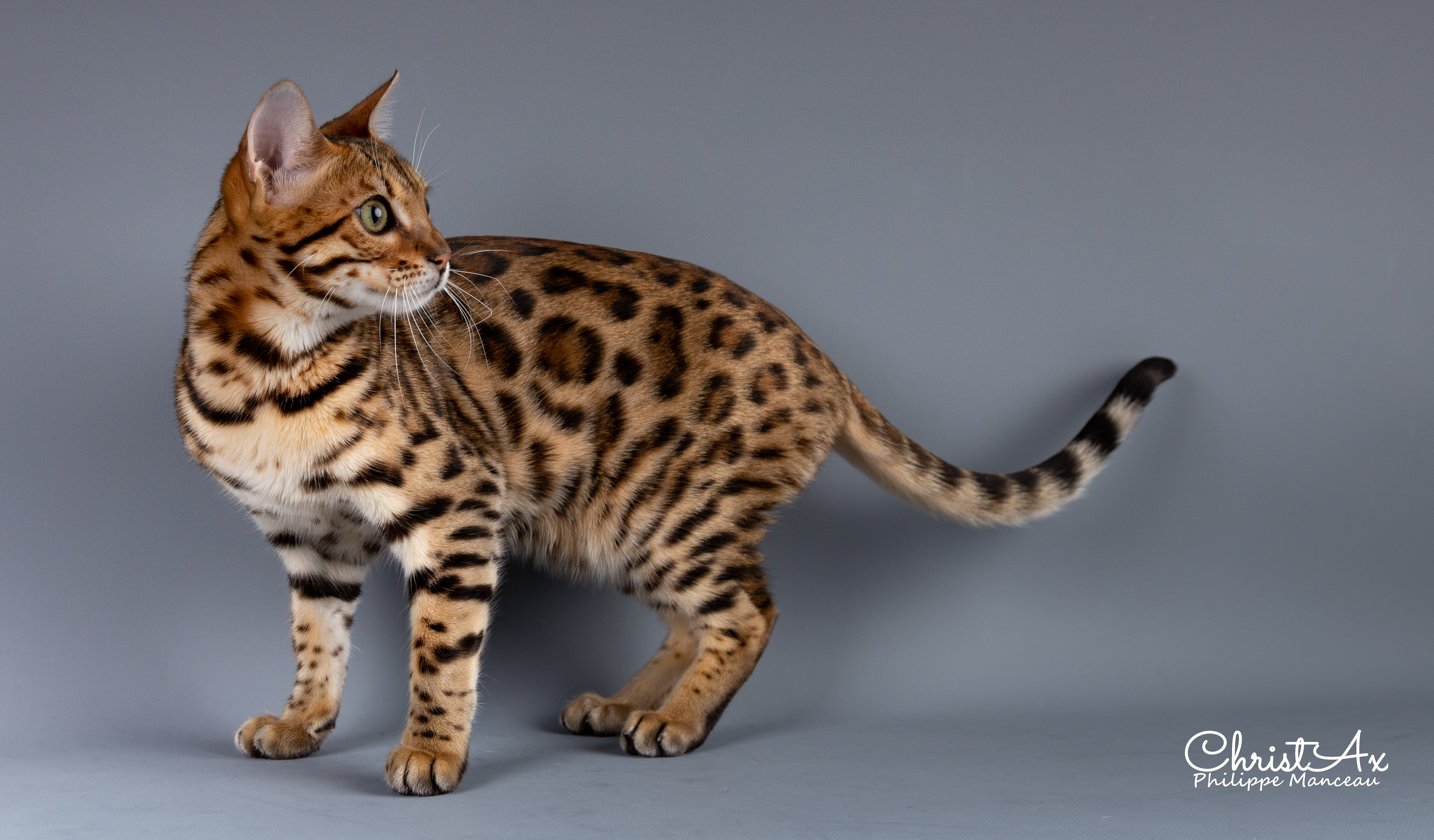 Le chat de race bengal - Wikichat