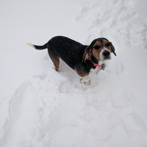 File:Beagle in Snow.jpg