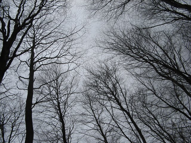 File:Beeches, Saltoun Big Wood - geograph.org.uk - 372875.jpg