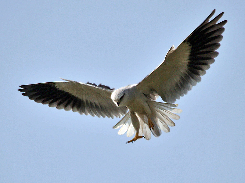 Black-shouldered Kite (Elanus caeruleus) in Hyderabad W IMG 4418.jpg