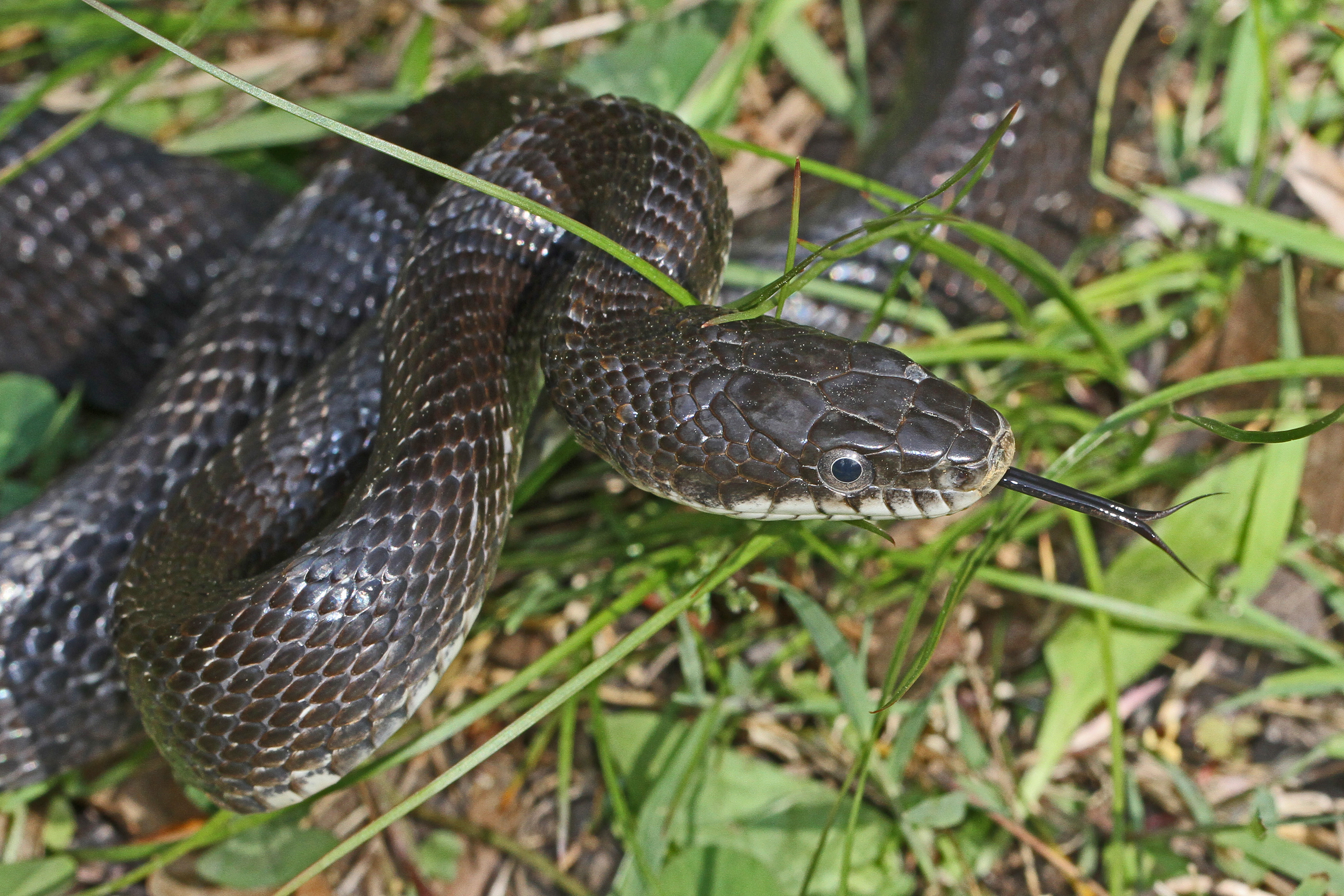 North American Snakes Chart