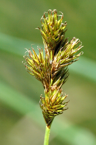 File:Carex.ovalis4.-.lindsey.jpg