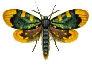 <i>Cebysa leucotelus</i> species of insect