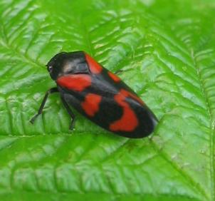 Cercopis_vulnerata.JPG