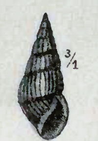 <i>Clavus exilis</i> Species of gastropod