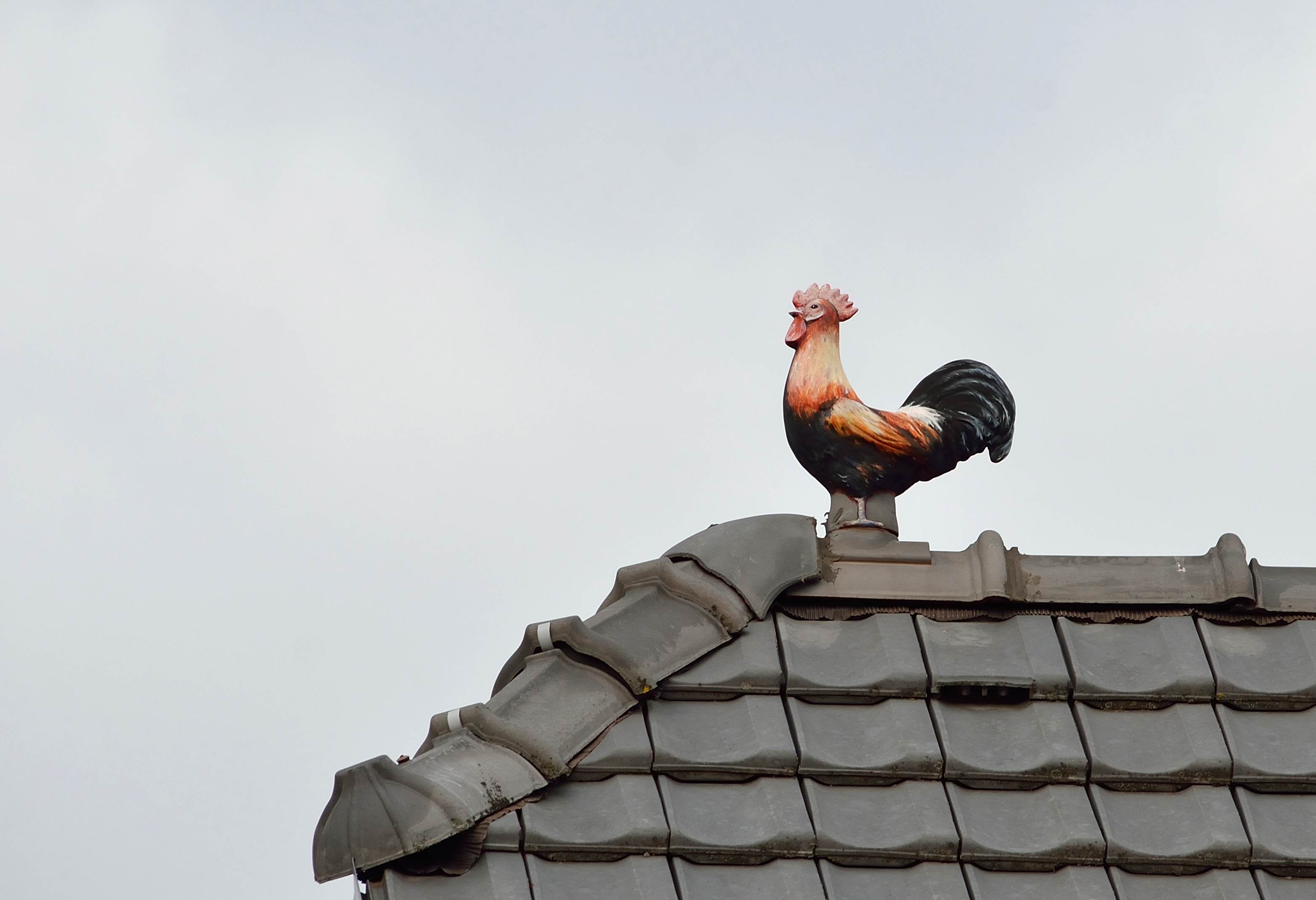 Roof-Top Cock!