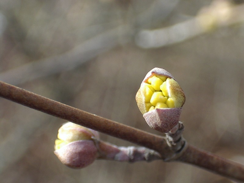 File:Cornus mas bud nuremberg keichwa.jpg