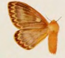 <i>Cotana rubrescens</i> Species of moth