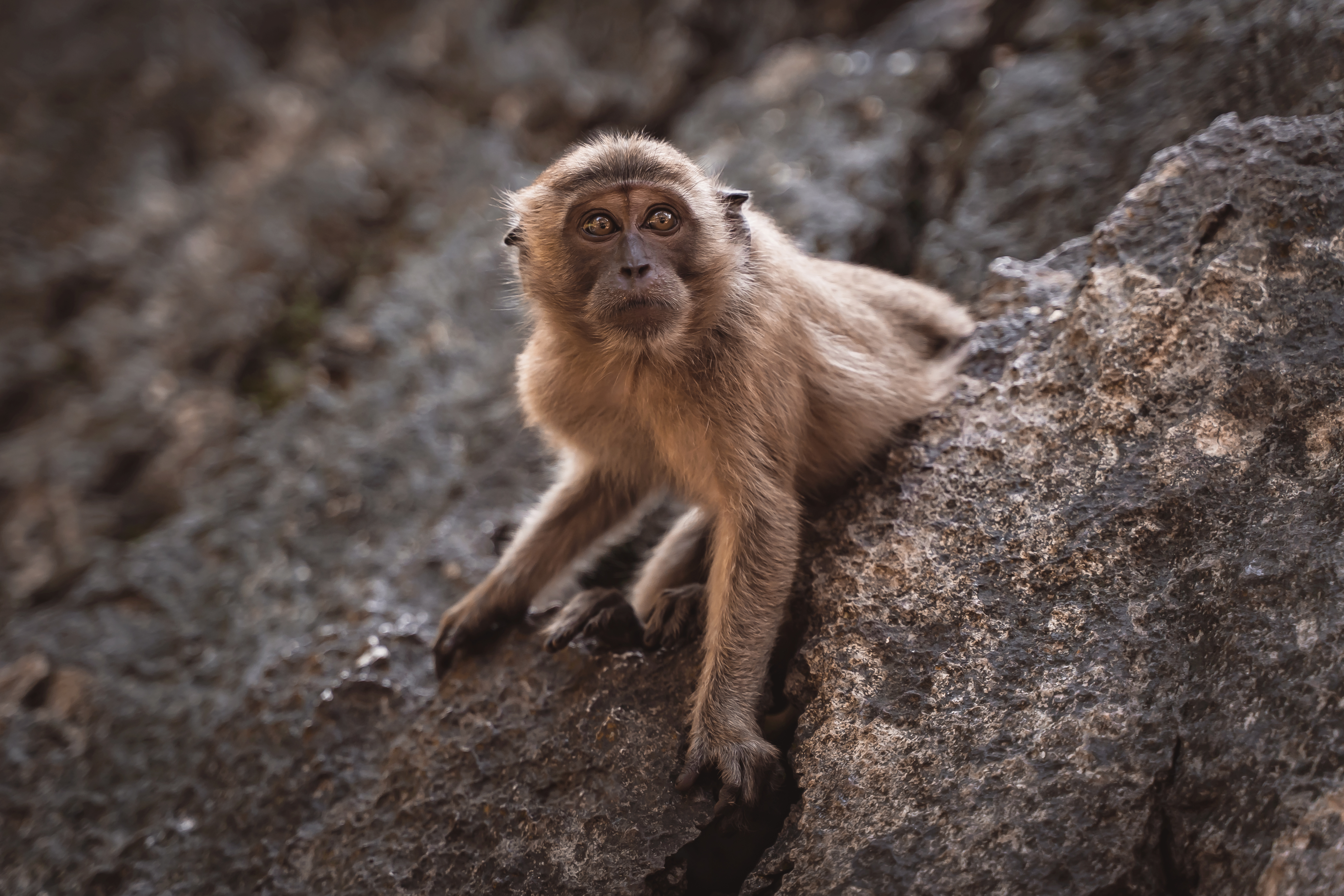 Crab-eating macaque - Wikipedia