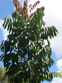 <i>Carapa</i> genus of plants