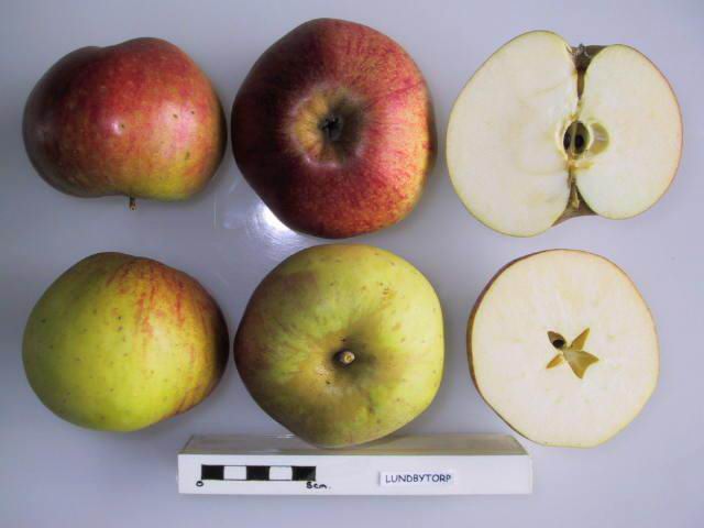 File:Cross section of Lundbytorp, National Fruit Collection (acc. 1950-145).jpg