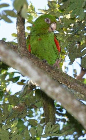 File:Cuban Parakeet (Aratinga euops) -in tree-6-4c.jpg