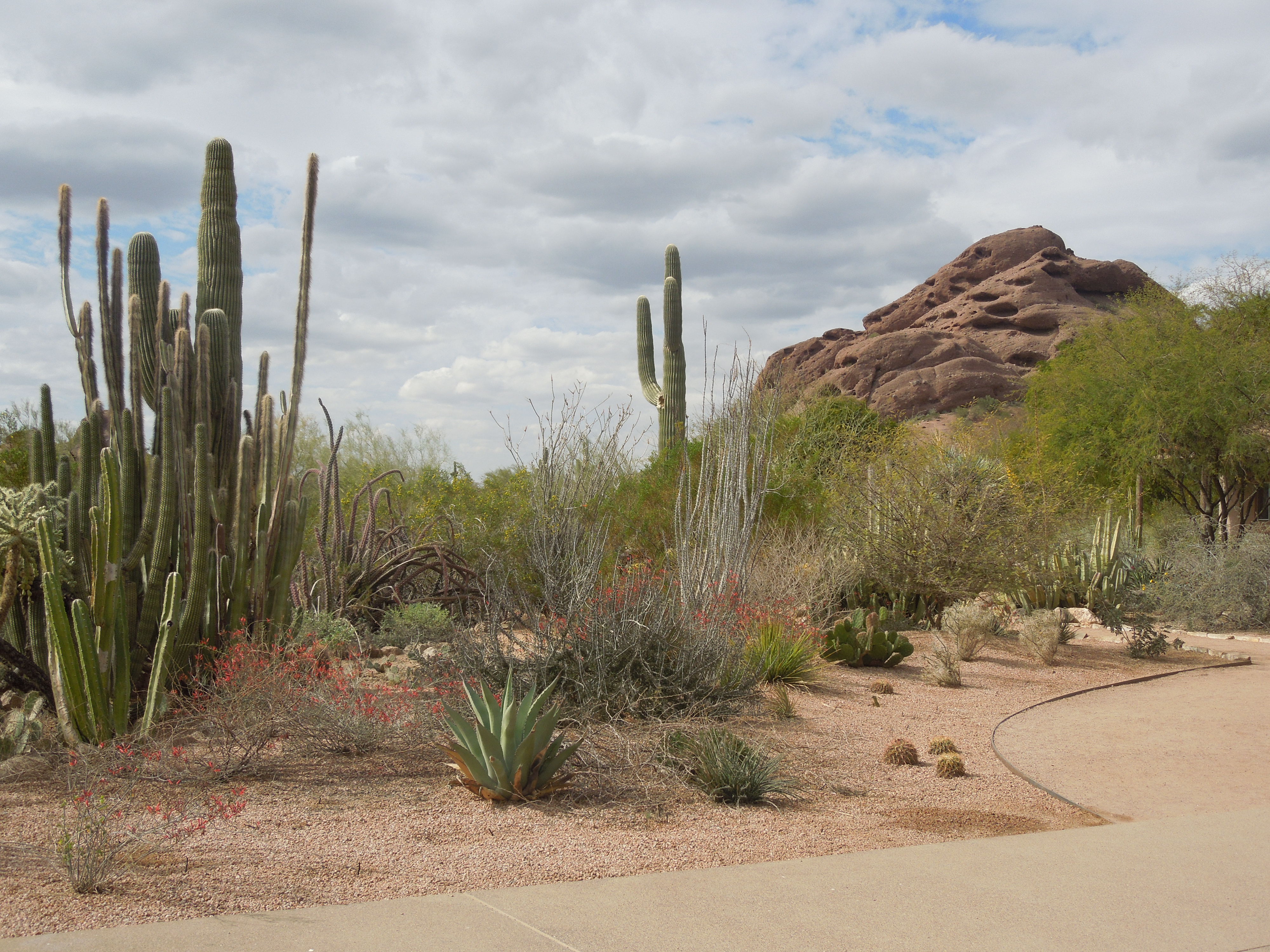 File Desert Botanical Garden Phoenix Arizona 3 Jpg Wikimedia Commons