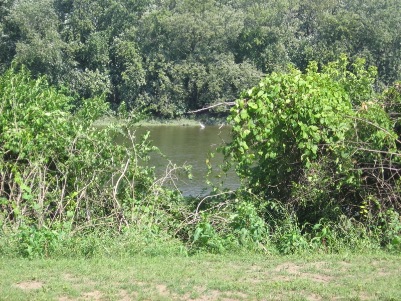 File:Downtown Columbus - Great Egret.jpg