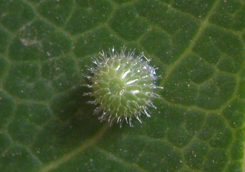 File:Euthalia aconthea egg sec.jpg