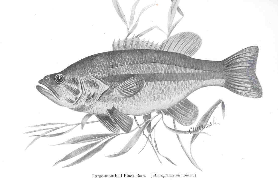 Largemouth Bass (Micropterus salmoides)