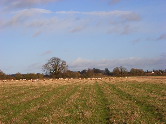 File:Farmland, Fawley - geograph.org.uk - 626662.jpg