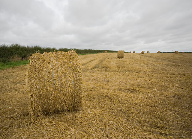 File:Field north of Lund - geograph.org.uk - 1445759.jpg