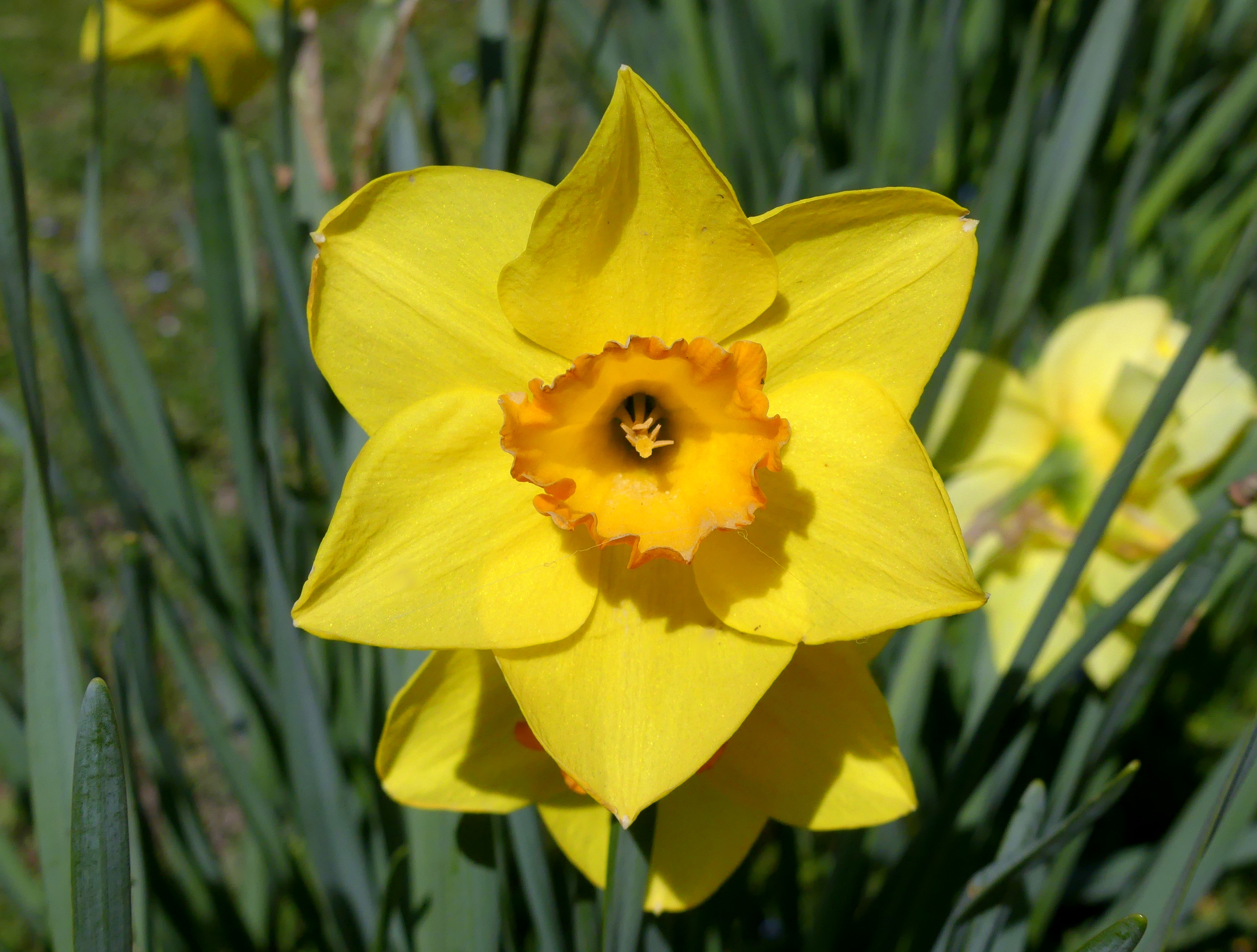 File:Fleur de narcisse jaune à Montmélian (printemps 2021).JPG - Wikimedia  Commons