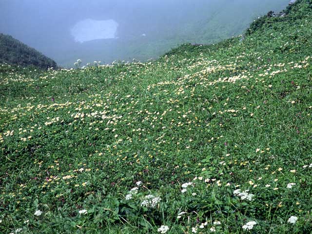 File:Flores de Furanodake.JPG