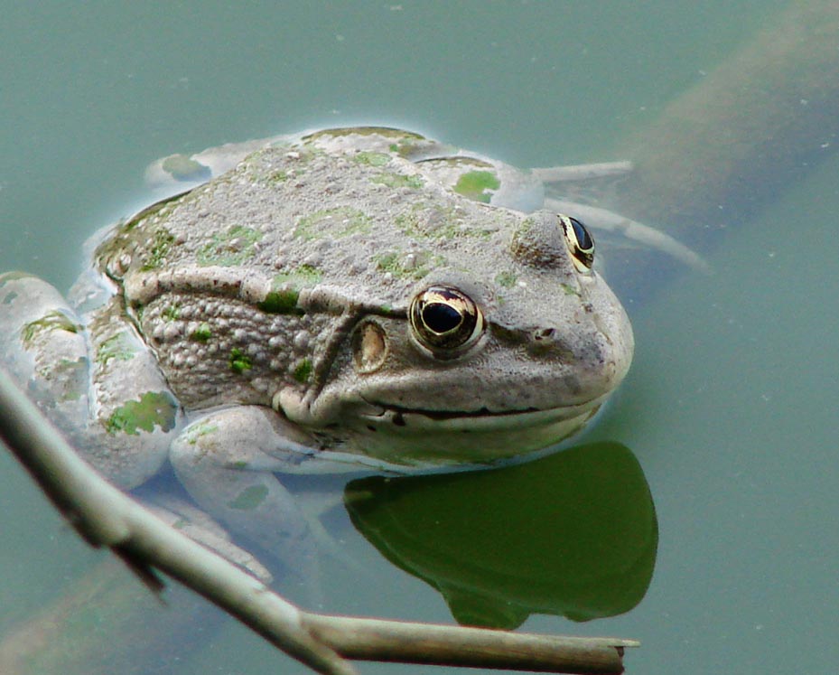 frog into water