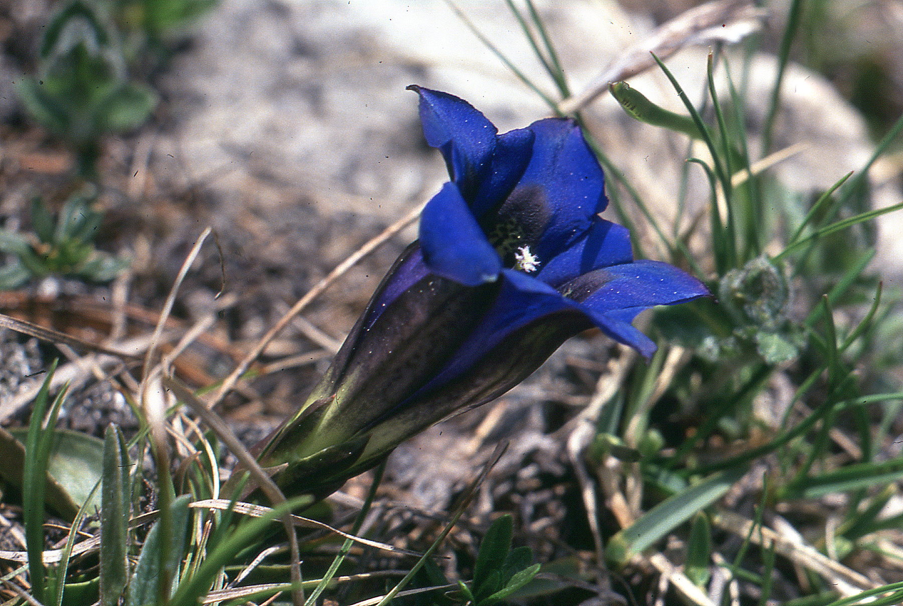 Gentiana calycosa