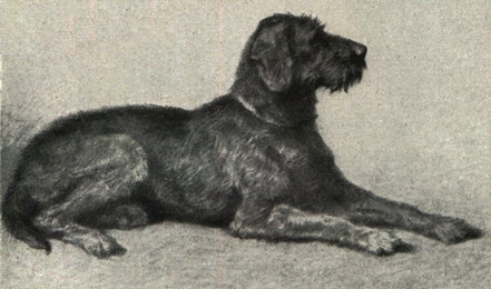 File:German Wirehaired Pointer Portrait.jpg