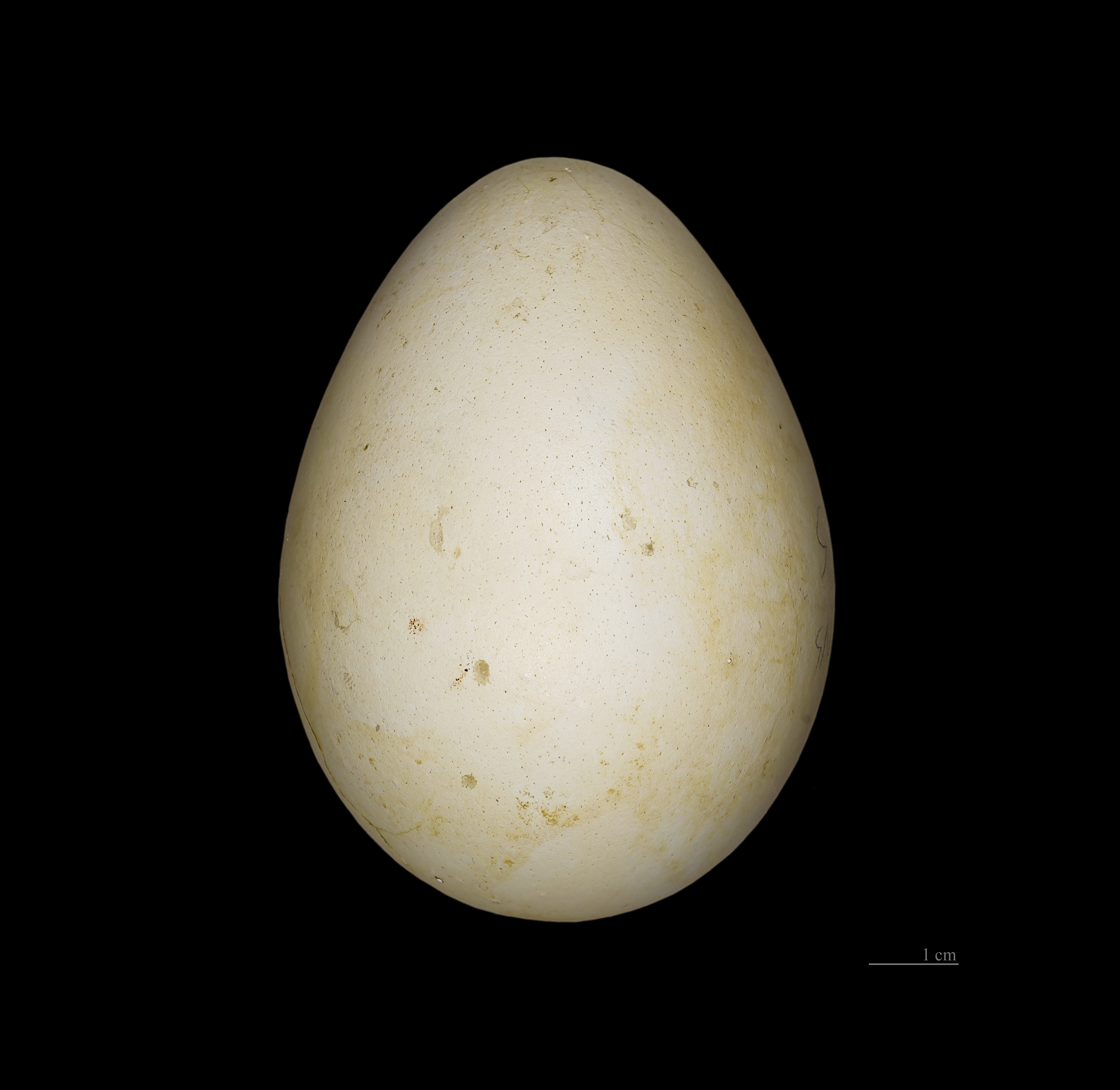 Яйцо пингвина