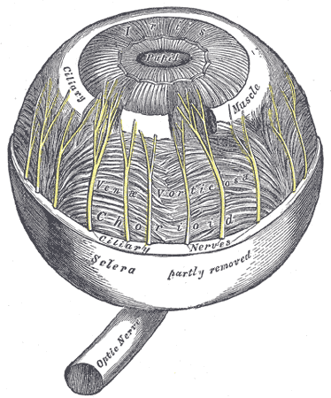 Mandibular nerve - wikidoc