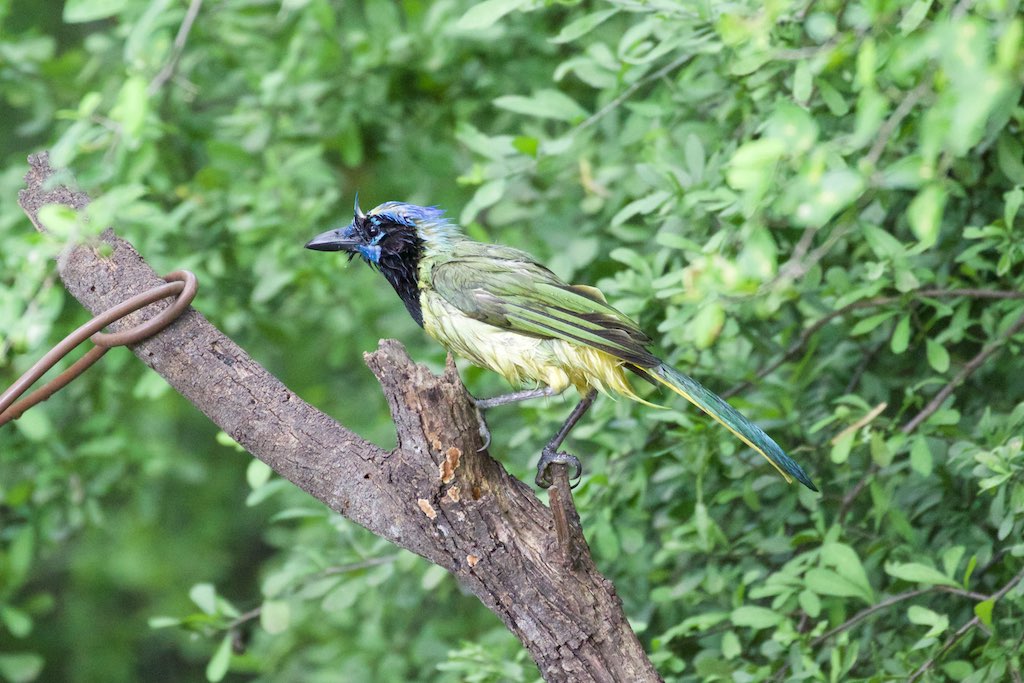 Green Jay-Bentsen-Rio Grande SP-TX - 2015-05-14at16-13-5227 (20987731583).jpg