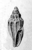 <i>Guraleus tabatensis</i> Species of gastropod
