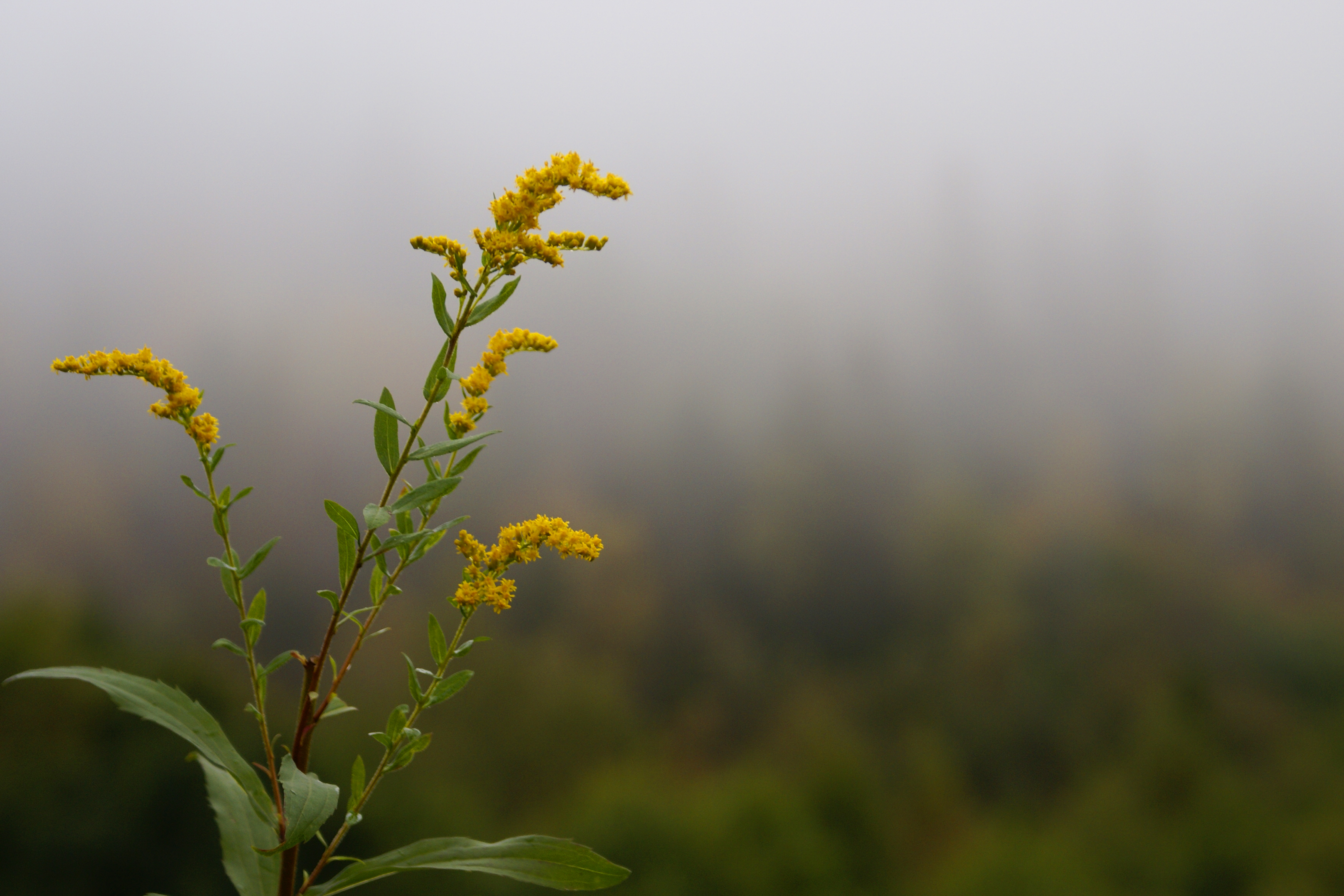 Solidago gigantea