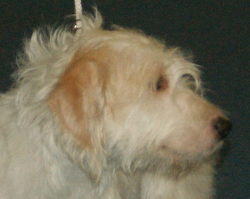 File:Head of Istrian Coarse-haired Hound.jpg