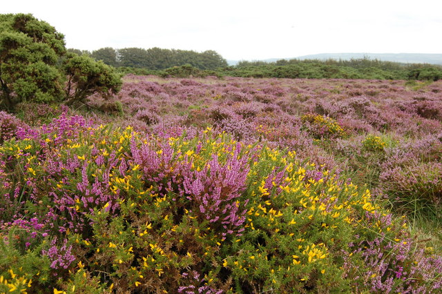 File:Heather and Gorse on Kitnor Heath - geograph.org.uk - 236142.jpg