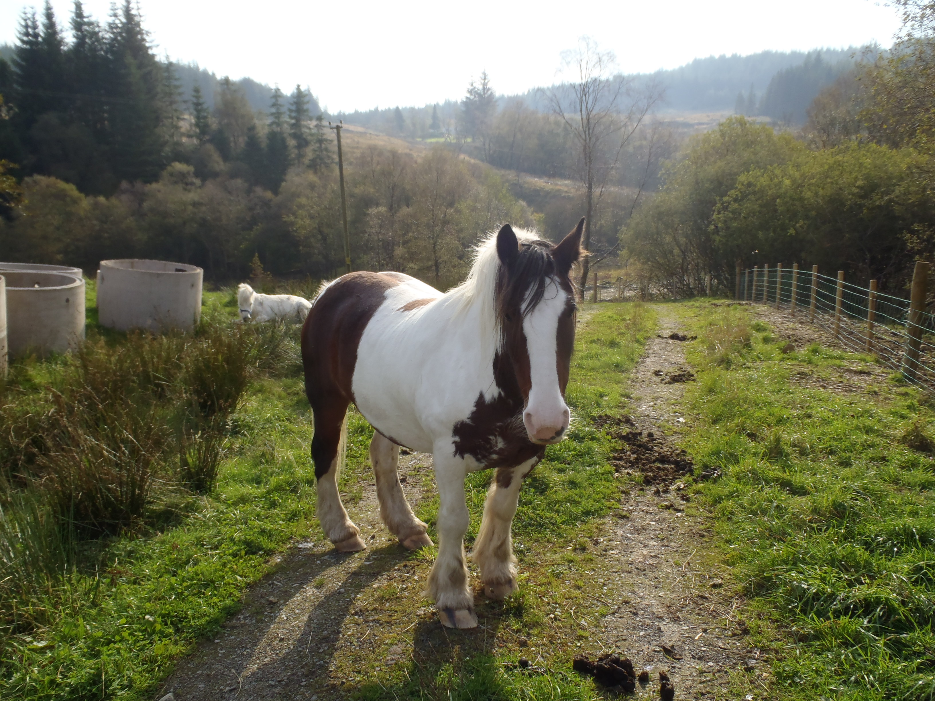 There horses near the chair