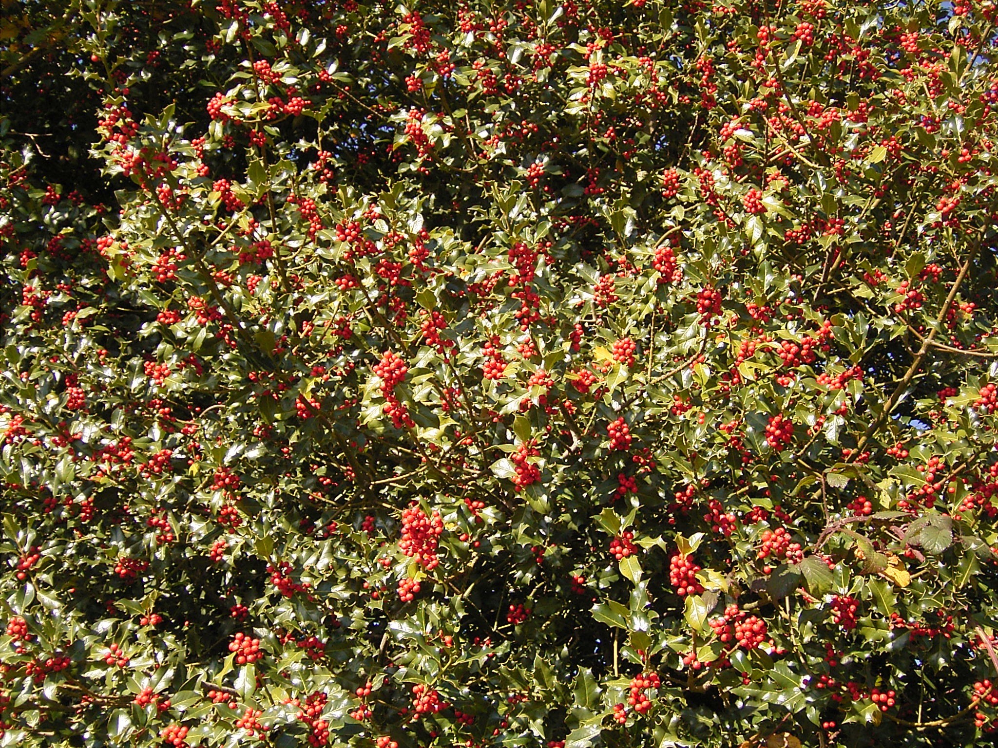 Илекс бай. Ilex aquifolium. English Holly (Ilex aquifolium). Падуб на английском.