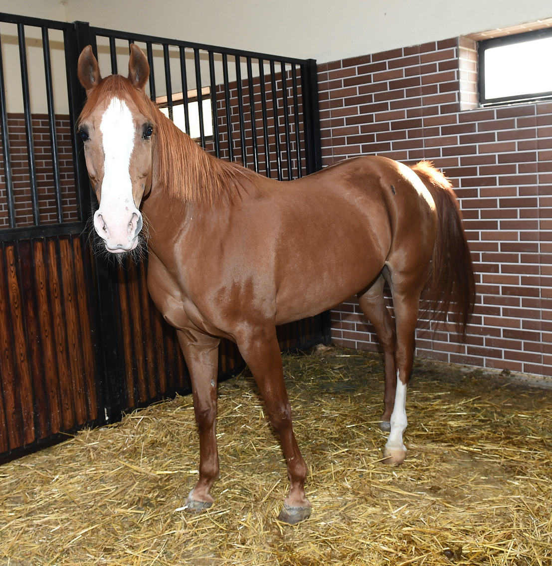 Grosse balle de jeu pour chevaux