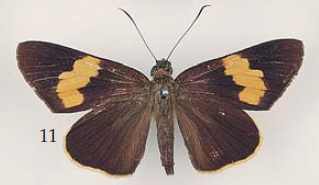 File:Ilma irvina Plötz (female), Sulawesi (E. Sulawesi, Crowley Bequest).png