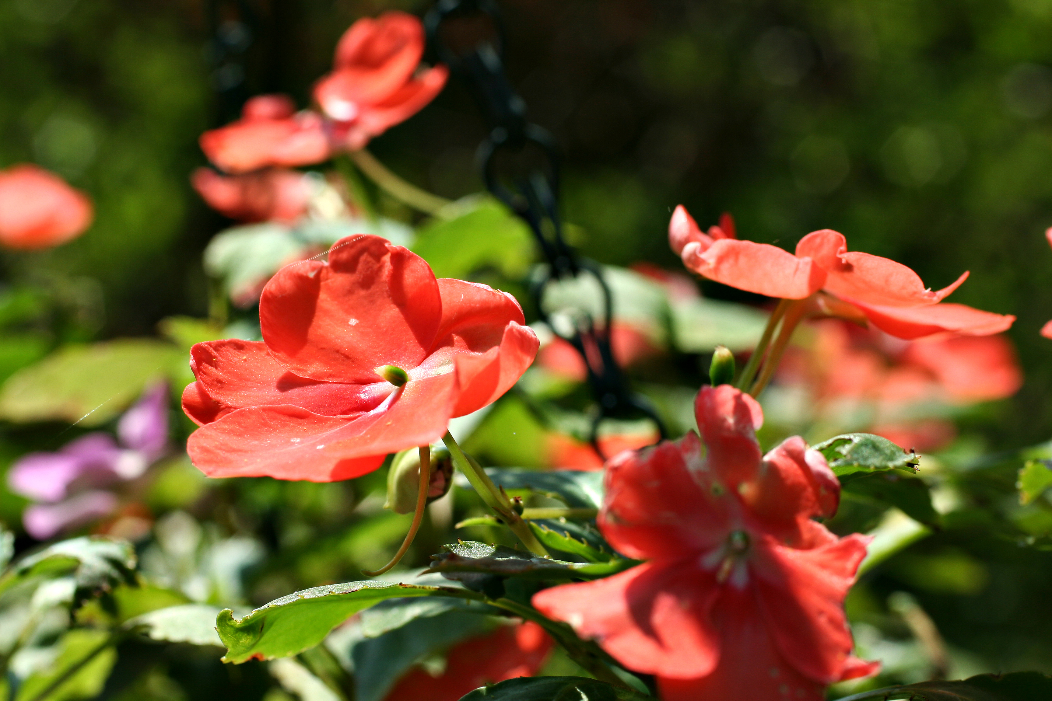 Impatiens walleriana Hook.f. — Herbário