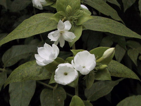 File:Jasminum sambac1SHSU.jpg