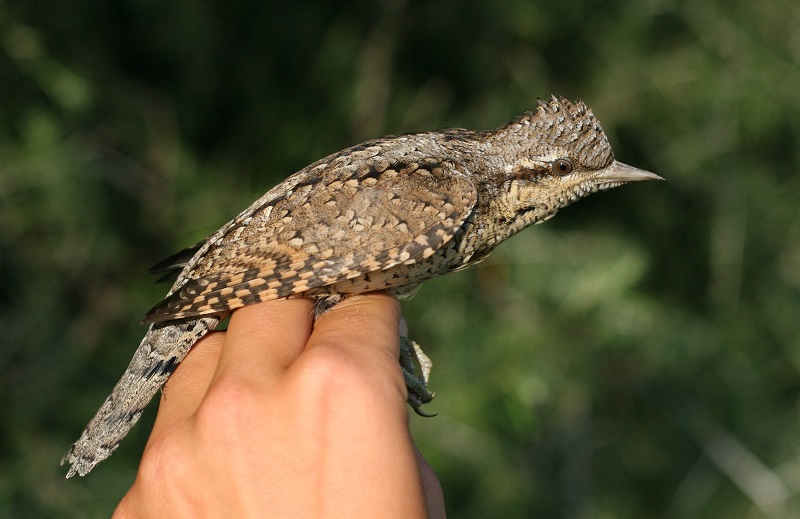 File:Jynx torquilla (Picidae) (Eurasian Wryneck) - (adult), Chorokhi Delta, Georgia.jpg