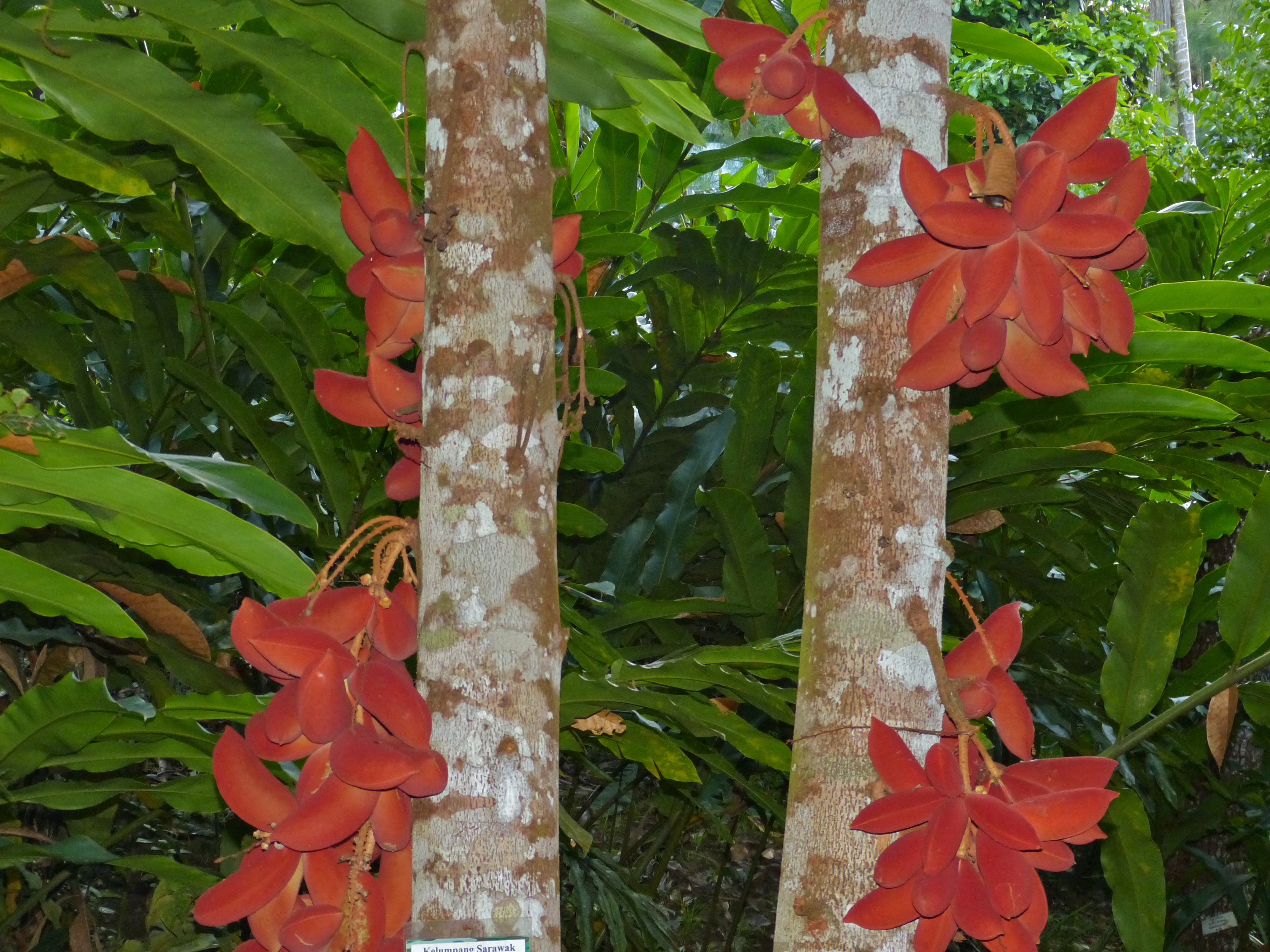 Kelumpang Sarawak (Sterculia megistophylla) (Sterculiaceae) (8080149256).jpg