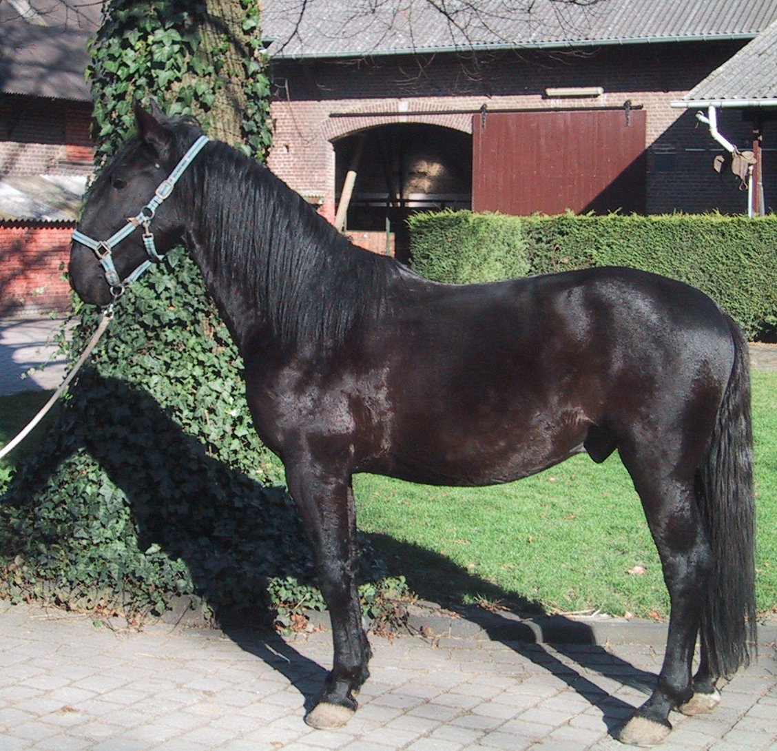Koń kladrubski - Horse Scanner