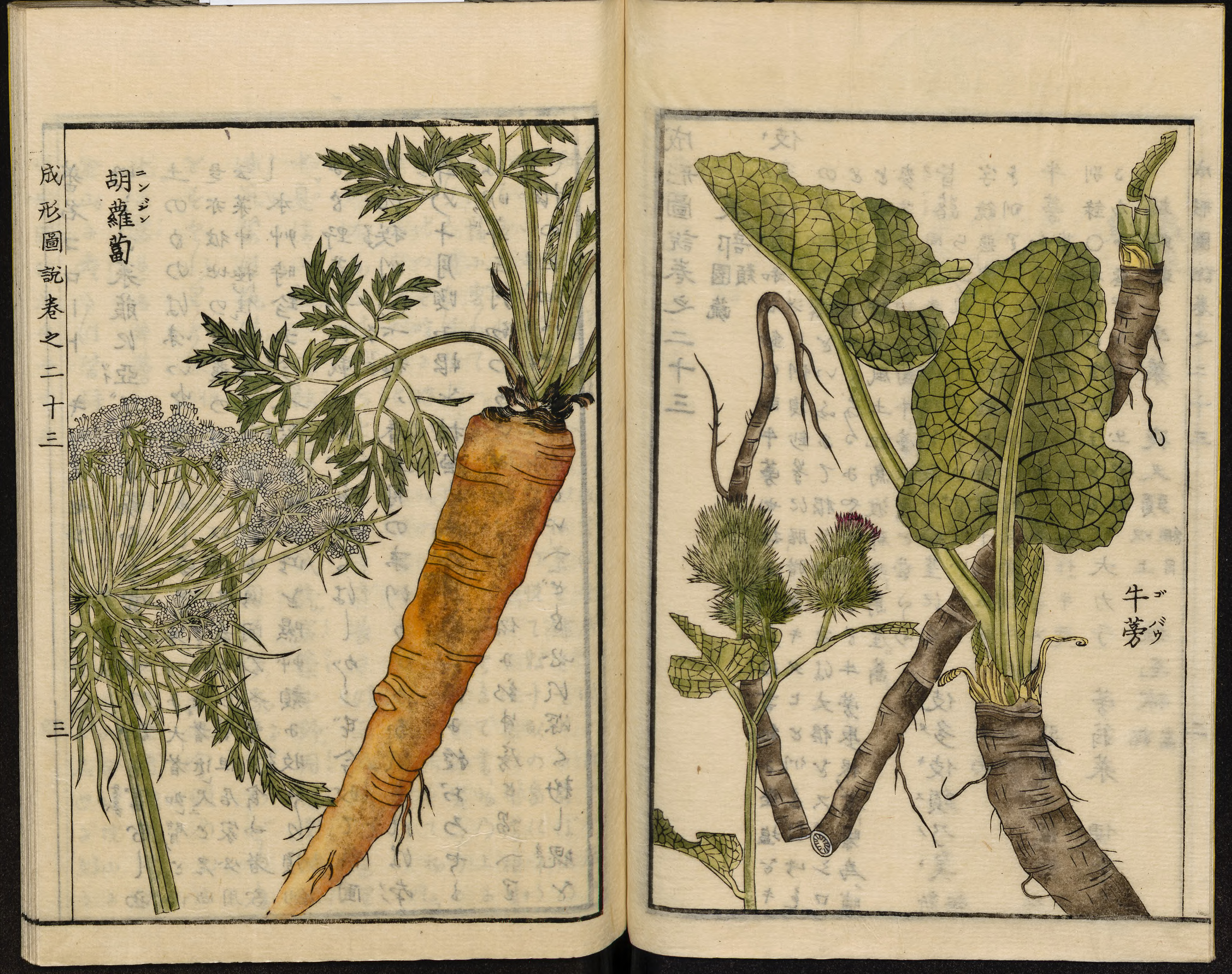 Leiden University Library - Seikei Zusetsu vol. 23, page 003 - 胡蘿蔔 - Daucus carota L. - 牛蒡 - Arctium lappa L., 1804