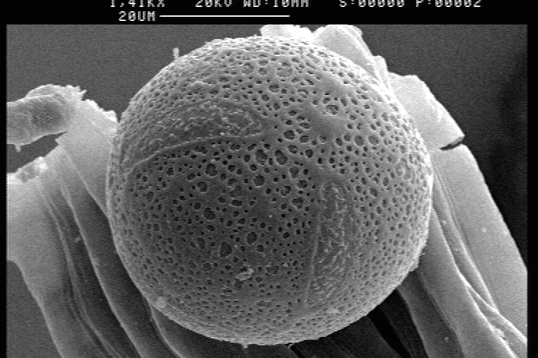 File:Lepismium lumbricoides forma aculeatum Pollen.jpg