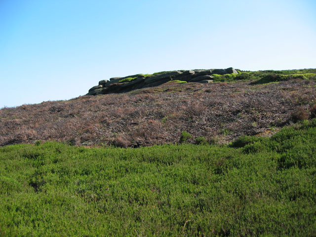 File:Managed heather near Back Tor - geograph.org.uk - 184849.jpg