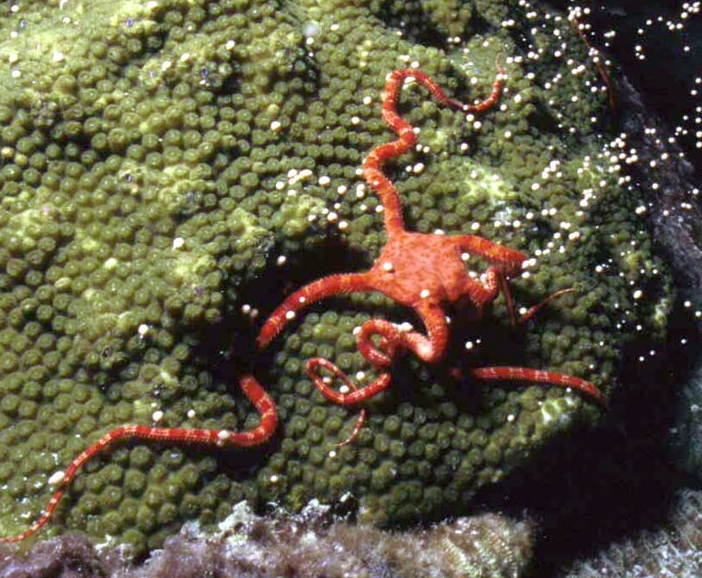 File:Ophioderma rubicundum, Montastraea franksi (cropped).jpg